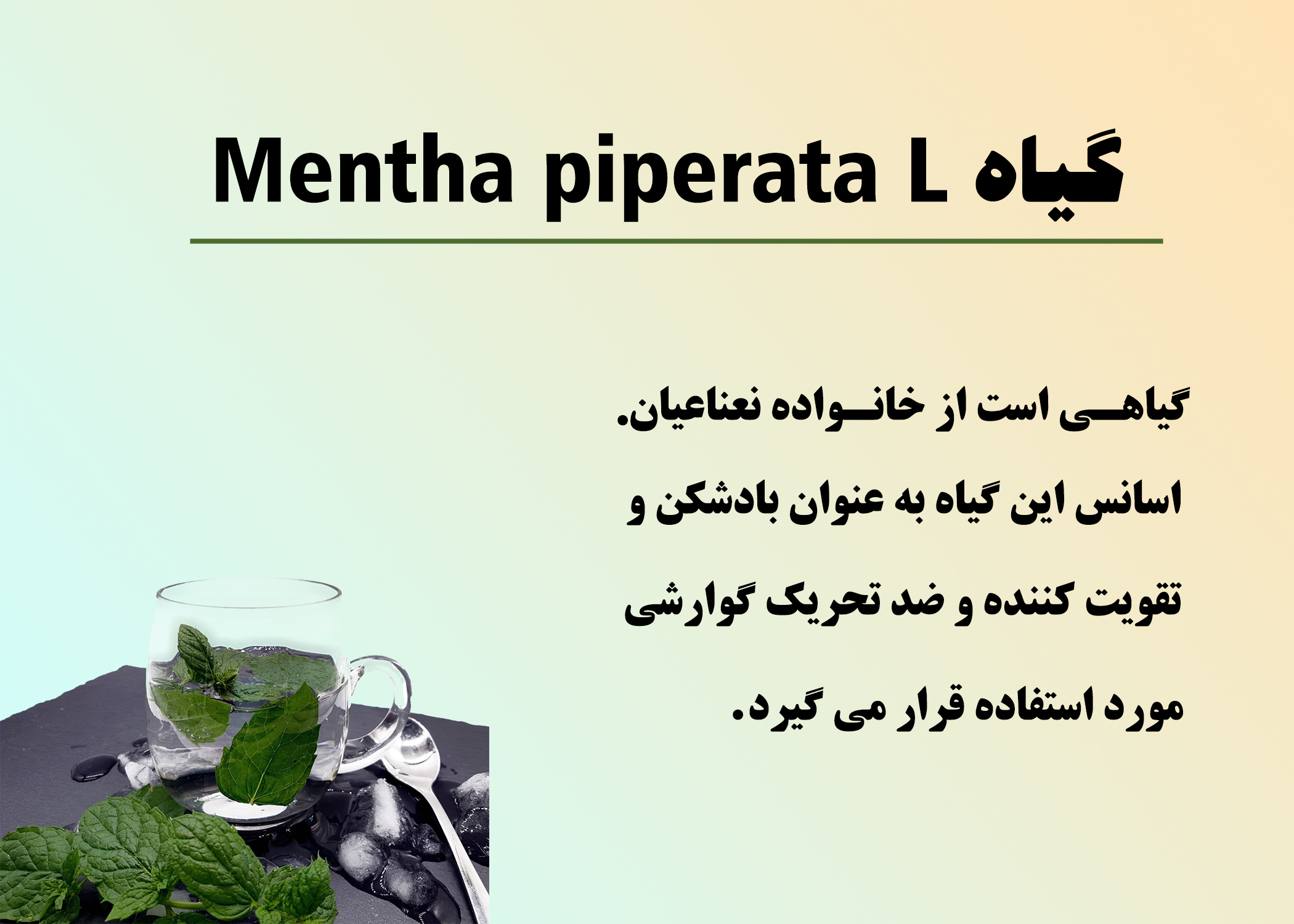 گیاه Mentha piperata